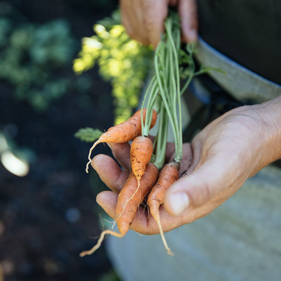 Frisch aus dem Garten