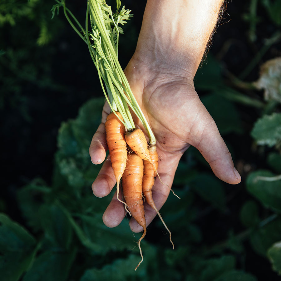 Karotten - frisch aus dem Garten